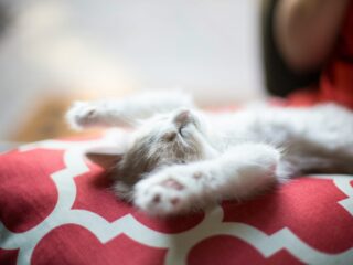 Как улучшить качество сна